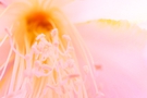 Close-up of delicate pink flower petals in serene setting FREE Stock Photo, flower,  pink,  close-up picture