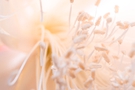 Close-up of Delicate Flower Stamens FREE Stock Photo, flower,  stamen,  filaments picture