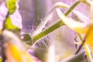 Close-up of green plant stem with yellow flowers FREE Stock Photo, plant,  stem,  greenery picture