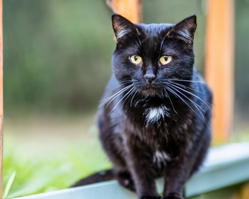 Adorable Black Cat FREE Stock Photo, cat,  black,  pet picture