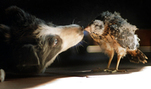 Dog and bird friendship FREE Stock Photo, dog, bird, friends picture