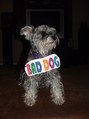 Grey Dog with Bad Dog Sign FREE Stock Photo, bad dog, grey dog, playful sign picture
