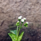 Delicate White Flowers on Green Stems FREE Stock Photo, white flowers,  delicate,  green stems picture