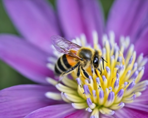 Bee on Flower FREE Stock Photo, bee,  flower,  nature picture