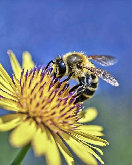 Bee on Flower FREE Stock Photo, bee,  flower,  nature picture
