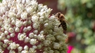 Bee collecting pollen from pink and white flowers FREE Stock Photo, bee,  flower,  pollination picture