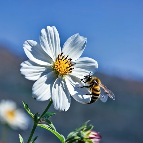 Bee on White Flower FREE Stock Photo, bee,  flower,  nature picture