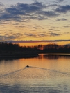 Free Duck swimming at sunset stock image to download Duck swimming at sunset FREE Stock Photo, duck, sunset, river picture