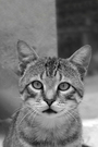 Tabby Cat Portrait in Monochrome FREE Stock Photo, tabby cat,  cat,  pet picture