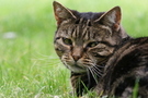 Tabby cat resting on green grass FREE Stock Photo, tabby cat, cat, pet picture