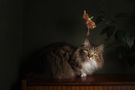 Cat resting next to hibiscus flower FREE Stock Photo, cat,  longhaired,  pet picture