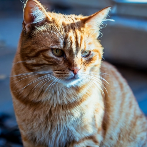 Charming Golden Cat FREE Stock Photo, cat,  tabby,  pet picture