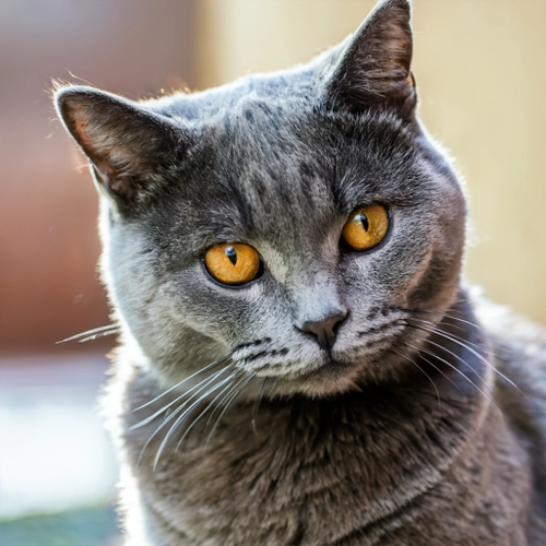 Charming Gray Cat FREE Stock Photo, gray cat,  feline,  pet picture