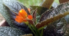 Blooming orange flowers among green leaves FREE Stock Photo, orange flowers,  blooming,  green leaves picture