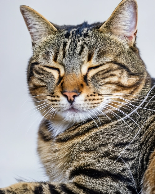 Content Tabby Cat FREE Stock Photo, cat,  tabby,  relaxation picture