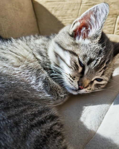 Cozy Cat Napping FREE Stock Photo, cat,  pet,  fluffy picture