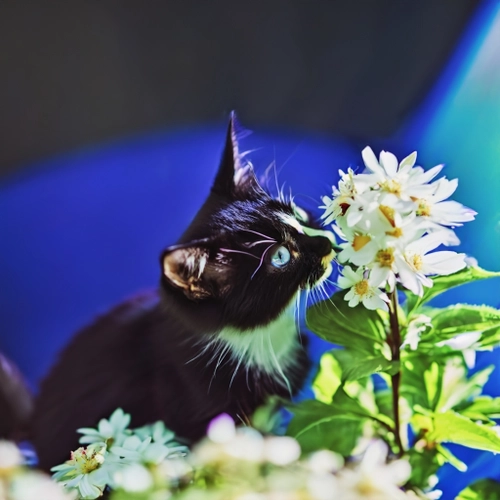 Curious Cat in Bloom FREE Stock Photo, cat,  flowers,  nature picture