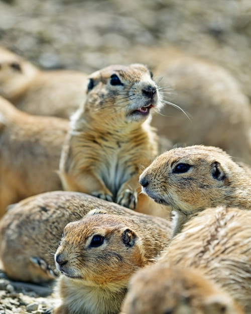 Curious Prairie Dogs FREE Stock Photo, prairie dogs,  wildlife,  animals picture