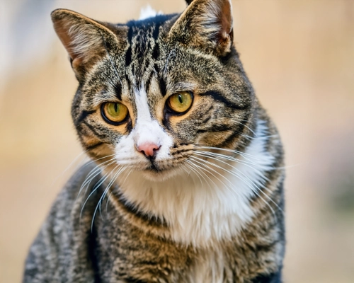 Curious Tabby Cat FREE Stock Photo, cat,  tabby,  curious picture