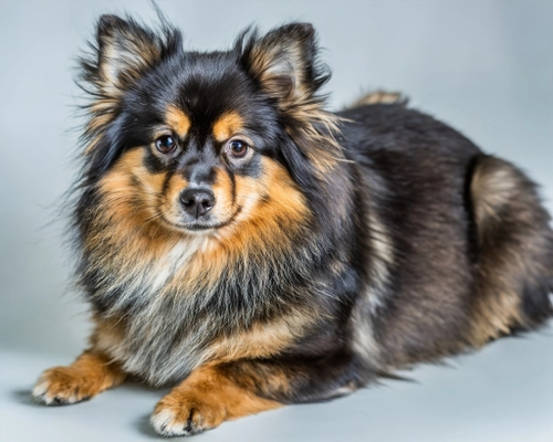 Cute Fluffy Dog FREE Stock Photo, dog,  pet,  fluffy picture