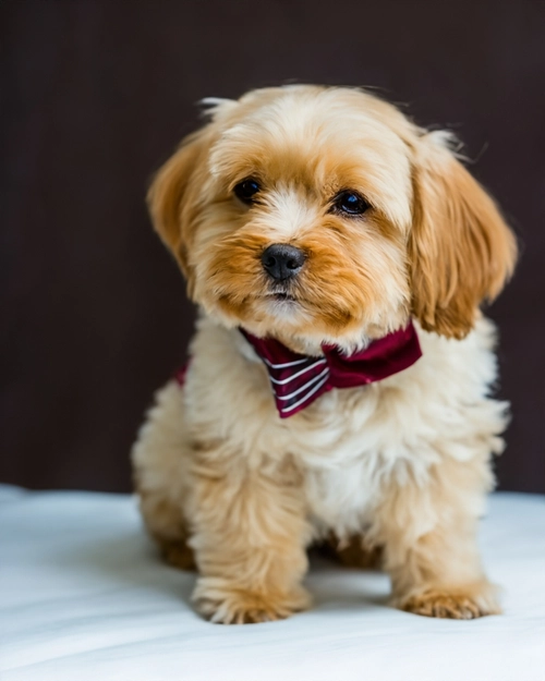 Dapper Dog Portrait FREE Stock Photo, dog,  pet,  portrait picture