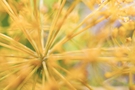 Macro shot of a blooming yellow flower FREE Stock Photo, yellow flower,  close-up,  botanical picture