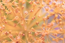 Close-up view of delicate yellow flowers FREE Stock Photo, yellow,  flower,  delicate picture
