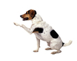 Spotted Dog Sitting with Raised Paw FREE Stock Photo, dog,  spotted dog,  companion dog picture