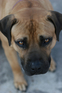 Close-up of a brown dog FREE Stock Photo, dog,  brown dog,  pet picture