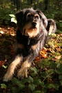 Dog resting in the forest FREE Stock Photo, dog, forest, nature picture