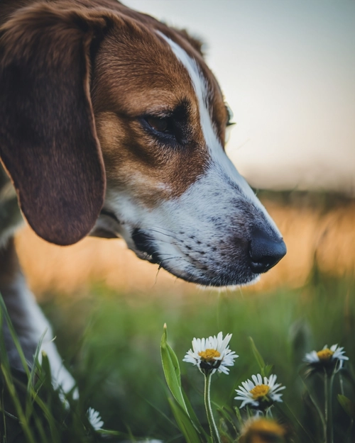 Dog Sniffing Flowers FREE Stock Photo, dog,  beagle,  flowers picture