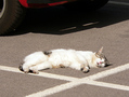Relaxed cat lying on asphalt FREE Stock Photo, cat, relaxation, outdoor picture