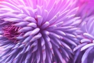 Close-Up of Spiky Purple Flower FREE Stock Photo, purple flower,  close-up,  spiky petals picture