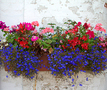 Wooden flower box with vibrant flowers FREE Stock Photo, flowers, plants, flowerbox picture