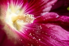 Close-up of a magenta flower interior FREE Stock Photo, magenta flower,  petal textures,  stamen picture