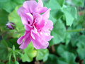 Close-up of pink flower with budding flower FREE Stock Photo, pink flower, budding flower, delicate petals picture