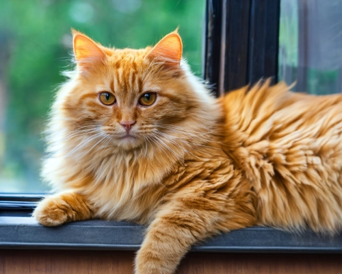 Fluffy Ginger Cat FREE Stock Photo, cat,  ginger,  fluffy picture