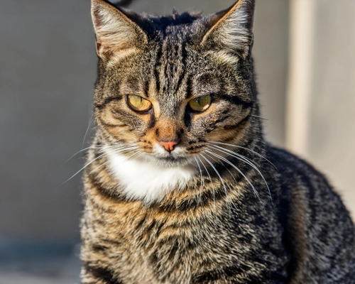 Focused Tabby Cat FREE Stock Photo, cat,  tabby,  pet picture
