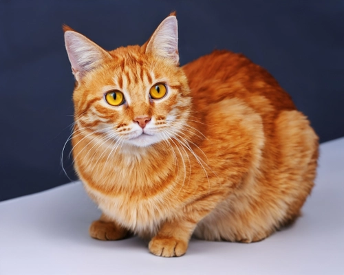 Ginger Cat Portrait FREE Stock Photo, cat,  ginger,  portrait picture