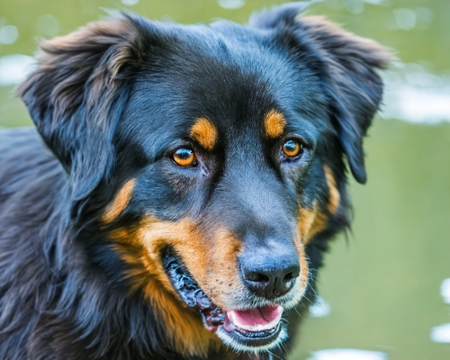 Happy Dog Portrait FREE Stock Photo, dog,  portrait,  pet picture