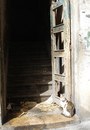 Weathered Doorway with Cat FREE Stock Photo, cat,  doorway,  dark stairs picture