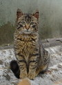 Tabby cat sitting and observing FREE Stock Photo, tabby cat, cat, pets picture