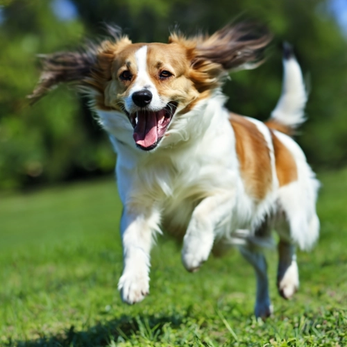 Joyful Dog in Motion FREE Stock Photo, dog,  playful,  running picture