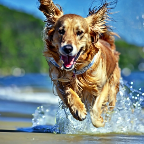 Joyful Dog Splashing FREE Stock Photo, dog,  golden retriever,  beach picture