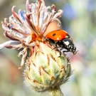 Free Ladybug on a Budding Flower stock image to download Ladybug on a Budding Flower FREE Stock Photo, ladybug, flower, nature picture