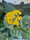 Bright Yellow Ligularia Flowers in Garden Setting FREE Stock Photo, yellow flowers,  green leaves,  garden picture