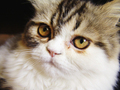 Fluffy cat with golden eyes FREE Stock Photo, cat,  fluffy,  golden eyes picture