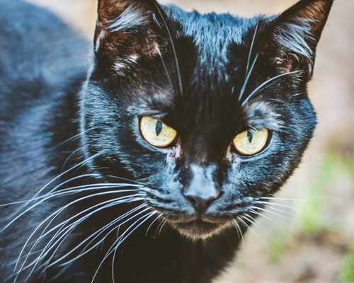 Mysterious Black Cat FREE Stock Photo, black cat,  pet photography,  animal close-up picture