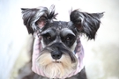 Free Black and Gray Dog with Pink Striped Scarf stock image to download Black and Gray Dog with Pink Striped Scarf FREE Stock Photo, dog, pet, companionship picture