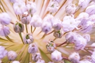 Close-Up of White Flowers with Purple Accents FREE Stock Photo, white flowers,  purple accents,  close-up picture